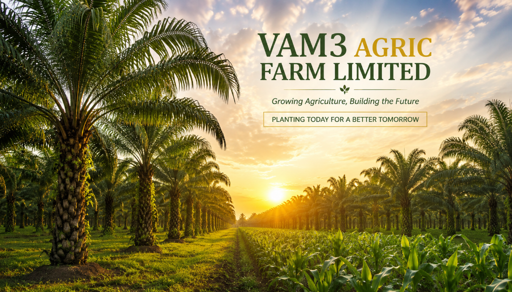 Aerial view of the VAM3 palm tree plantation