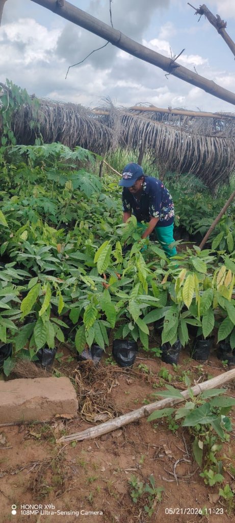 The Plantation